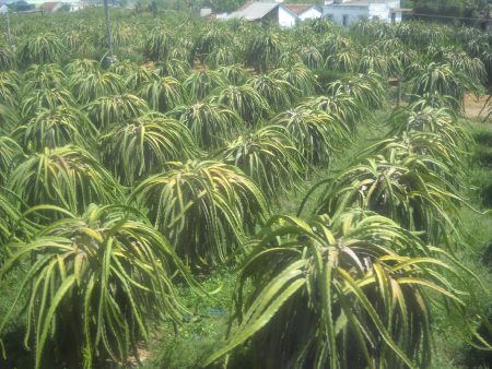 Cho thuê máy phát điện Hàm Thuận Nam